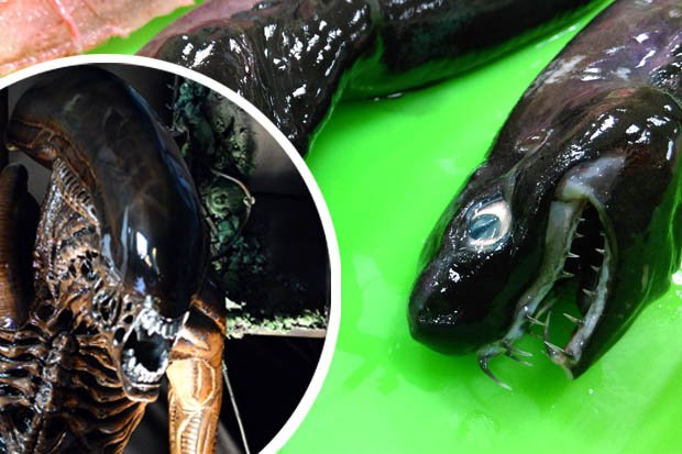 Преглед на изображението в Twitter