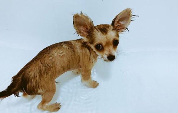 CosyDogs's tweet image. #MondayMotivation our Charlie not ready for Monday working @CosyDogs HQ yet! but will be all set for Monday after his bath which he's enjoying!😂😂😇 #Chihuahua #CutePuppies #Puppies #puppylove #puppydog #BubbleBathDay