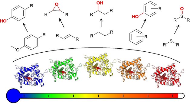 ChemCatChem's tweet image. Panel of new thermostable CYP116B self-sufficient Cytochrome P450 #Monooxygenases #catalysis @OfficialUoM doi.wiley.com/10.1002/cctc.2…