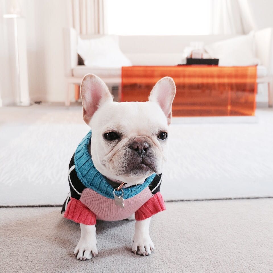 K I’m dressed where we goin? 🗯 ( #📷 <a href="/wtfrenchie/">leaahh breezy</a>)
