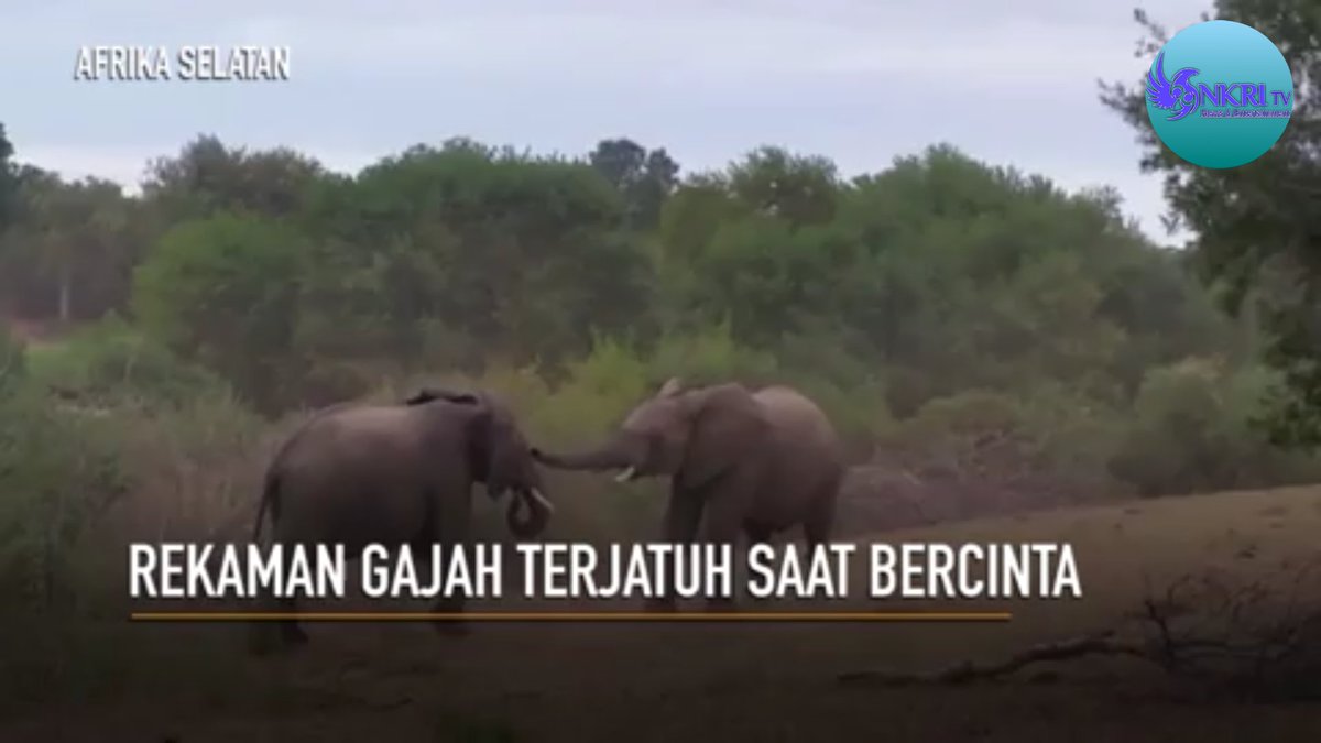 Arianda On Twitter Rekaman Gajah Terjatuh Saat Bercinta Youtube