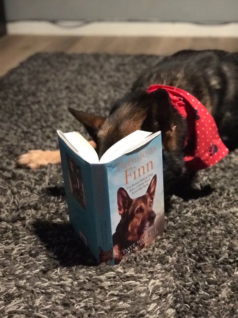 K9Finn's tweet photo. One month to go until #FabulousFinn is here! Finn's loving the book, out on 8th February. To get your paws on one, you can pre-order one here: https://t.co/kC1tEvIlwk
Please RT 👍🏼🐾 https://t.co/a3oDZcMot3