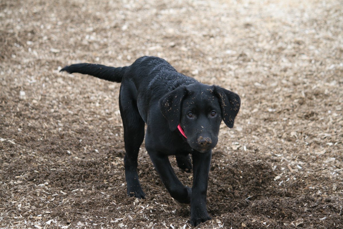 CampCookstown's tweet photo. Miss Maggie May Having Fun At Camp Cookstown
#DogLovers
#CampCookstown
#DogOfTheDay
#DogCampCanada
#Igers
#Dogs https://t.co/oXwDQjxD5f