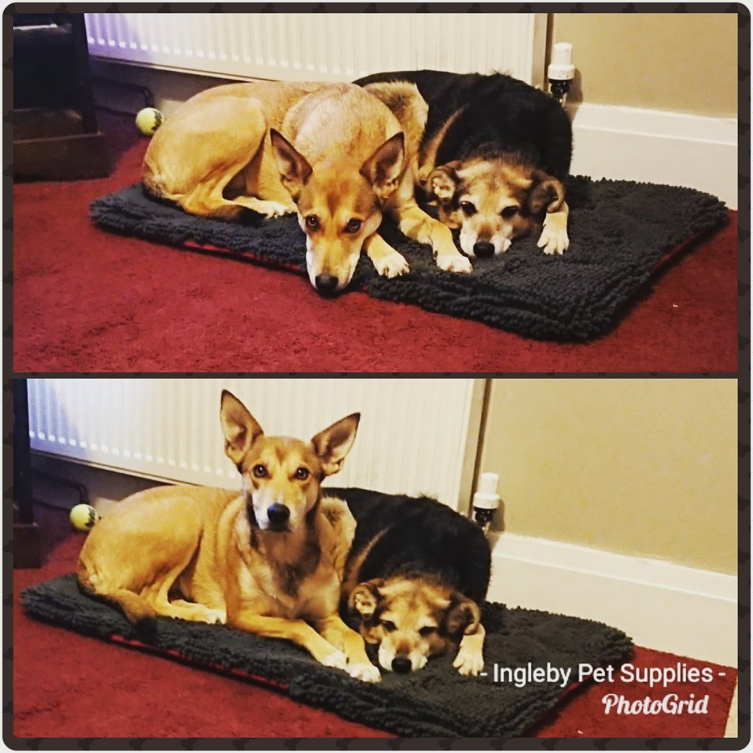 Sasha and Daisy are comfy on their <a href="/PetfacePets/">Petface Pets</a> Memory Foam mat! Always in stock at Ingleby Pet Supplies! #dogs #cats #bedtime #ingleby #thornaby #yarm