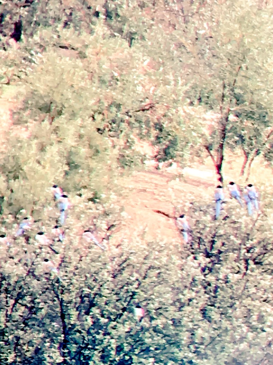 We went to this restaurant yesterday, it had to be a good omen. Today’s view of the 17+ of these incredible birds took my breath away and reminded me why I love birds and wildlife. To think these birds are considered pests here blows my mind! @mariibiichos #IberianMagpie