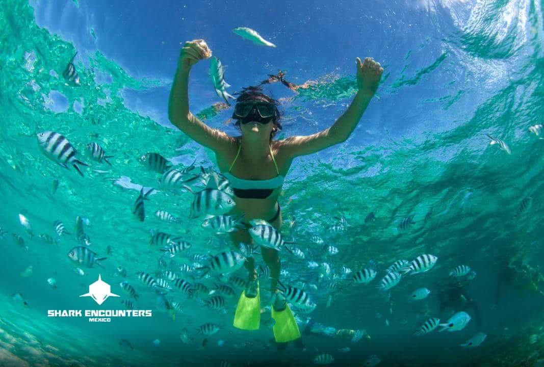 SharkEncounterM's tweet photo. Disfruta de unas vacaciones #épicas.

#Snorkel en las playas cristalinas del Mar de Cortés.

https://t.co/3PZROWJ5dv

#BajaCaliforniaSur #Snorkel #LifeGoals #Marine #Biology #Vacations #Best #Experience #Expedition https://t.co/GSiiGNmdWy
