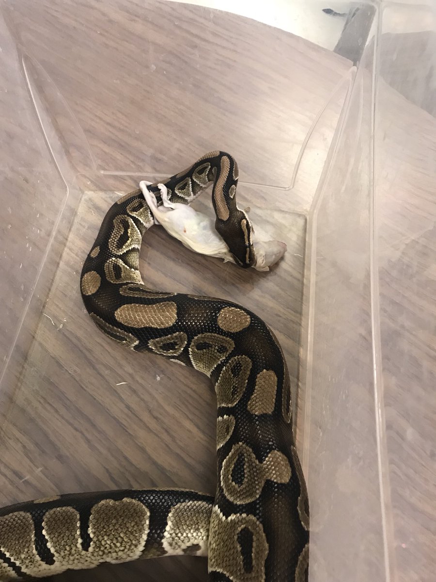 ambarnes8's tweet photo. Fun investigating the expanding universe with #esslove and #lovesstro #hubbleslaw Oh, and Monty graduated to #rats today #sweetestsnake #CHSRise https://t.co/W8jYsts4n0