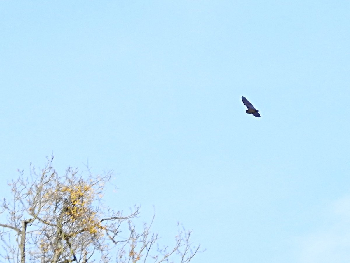 fun_josef's tweet photo. Teplá zima probudila i netopýry v Hodonínské Doubravě - Nyctalus noctula #wintr #bat #Morava https://t.co/SGZTdoTIJ4