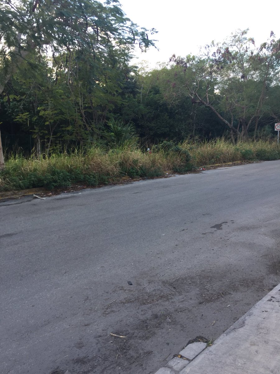ojos_karito's tweet photo. @SIRESOL_CUN buenos días, porque solo se hizo limpieza de la mitad de esta área!!! Parque kabah sobre av. Del bosque https://t.co/4KvzmChAwV