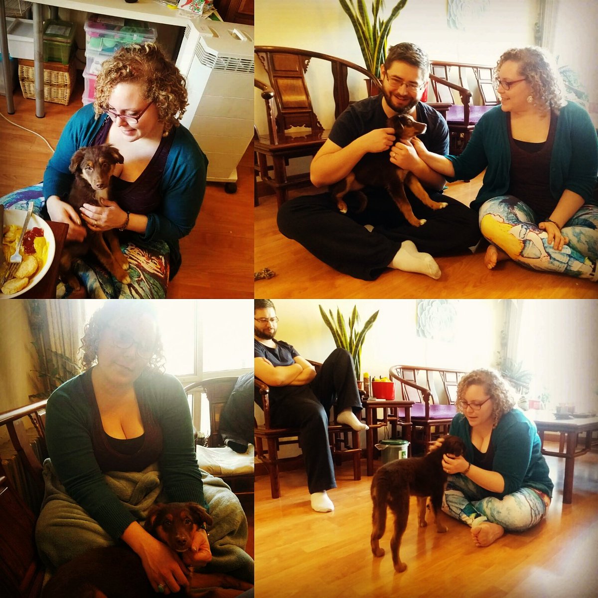 AVFAOfficial's tweet photo. Remember our girl Elsie? She was adopted about a month ago but then her adopter started traveling for work, so our friend fostered her while we looked for a new home &amp; she went to that home today! Now she has a mom, a dad, two uncles and 4 cat siblings!  So happy for our girl! https://t.co/ZVfUF3jG0a