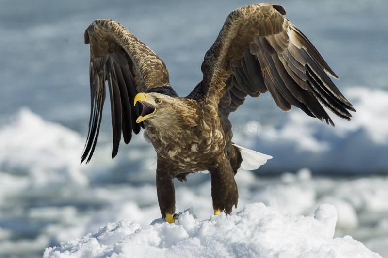 Readylasers's tweet photo. Laser beam technology to deter eagles from killing lambs under trial - Farming UK News #LaserNews #ReadyLasers #LaserNews - https://t.co/fyFxuljXn5 https://t.co/TDOn8kecpI