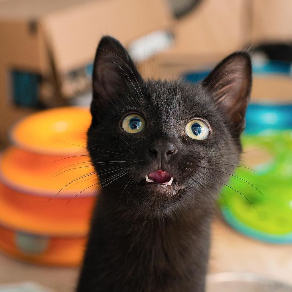 ImogenTheKitten's tweet photo. Canyon popping in to say Hi 👋🏻 https://t.co/Ewff4bDk75 https://t.co/xXl2CQhrAv