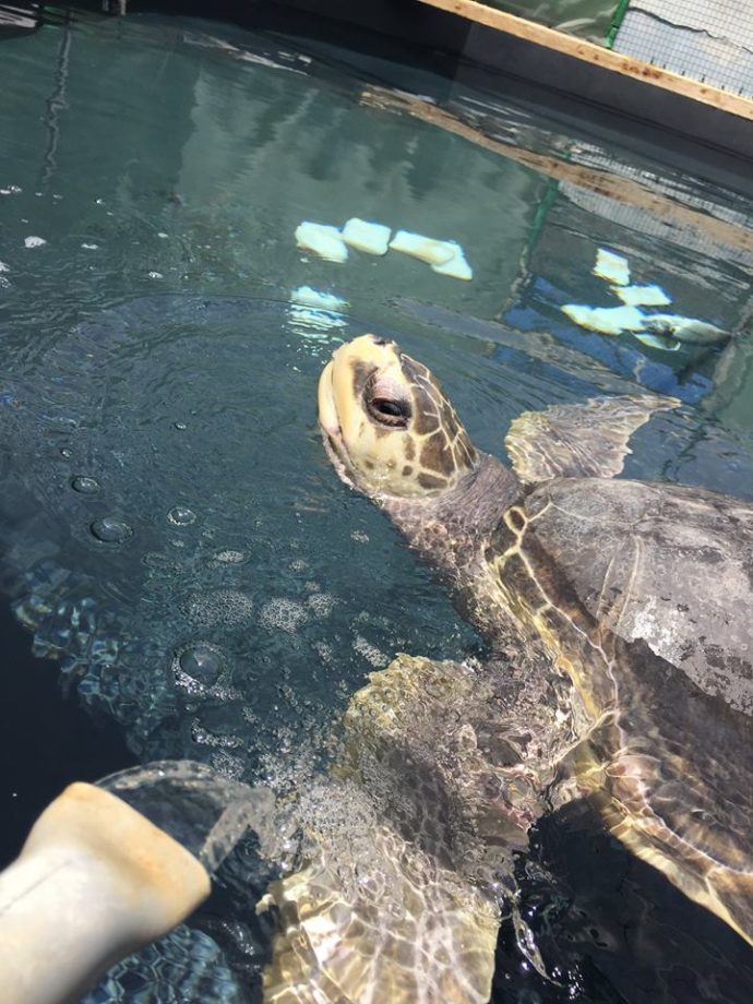 angleseyseazoo's tweet photo. An update on #MenaiTheTurtle: We have found several places that would be ideal to send her on to, however over the last 2-3wks her condition has deteriorated rapidly. We'll keep you posted and wish for some positive news - more here: https://t.co/3y9TFke27i https://t.co/9NeCknhRBO