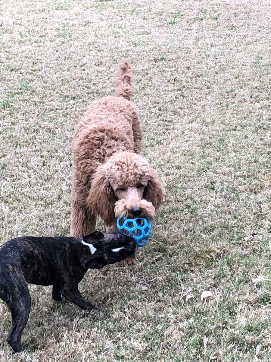 HammyPoodle's tweet photo. Hey come on Petunia I’m working on my #servicedog skills here. Retrieving is a big deal. #servicedogintraining #hammytheservicepoodle #servicedogtraining #poodle #standardpoodle #foundationforservicedogsupport https://t.co/EsfgO3aCTx