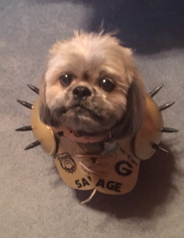 UGASPIKESQUAD's tweet photo. IF SAVAGE PUPPER DOESN'T GET YOU JACKED FOR THE GAME THEN CHECK YOUR PULSE 🔥🔥 #GODAWGS #BEATBAMA https://t.co/VLKZibKmpD