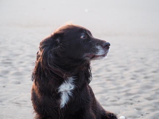 rosiedoc666's tweet photo. #findRosie #working #Cockerspaniel #missing 

#Martley #Worcestershire  

Please lookout for her 😓🐾😓

Saturday 6/1/18 

https://t.co/A531jcM1d0 https://t.co/EVmsvYflVy