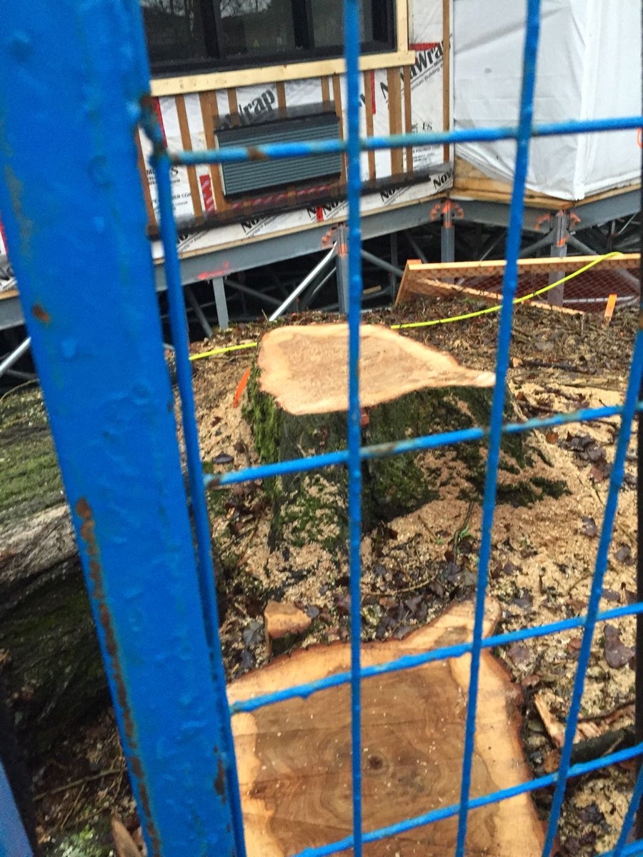 MarpoleChildren's tweet photo. Failing @MayorGregor @VisionVancouver @CityofVancouver blatantly cut down another #tree in #Marpole after vowing to keep them at #TMHing Info Session.
Like the trees, this govt will cut down &amp; bulldoze all their constituents &amp; #children.
#Liar #corruption #Shameless #voteno https://t.co/0cpk3kSb8e