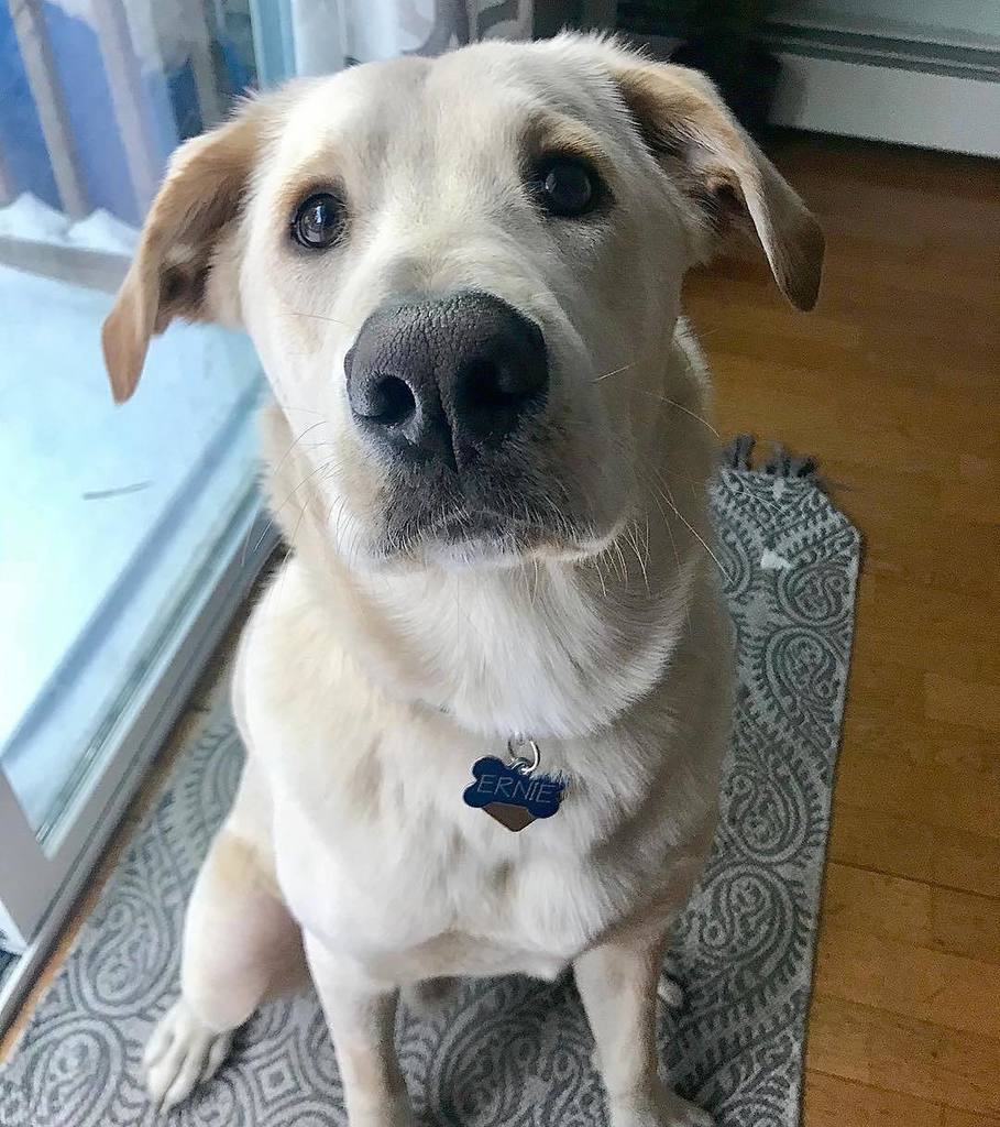 handsomedogscom's tweet photo. 📸 @erniethegoldenlab ・・・
My nickname is Handsome 🐶😘 #ernie #labradorretriever #goldenretriever #labsofinsta #goldensofinsta #talesofalab #talesofalabpuppy #worldoflabs #labradorable #labradorlove #puppylove #cutestpuppies #mydogiscutest #cutestgo… https://t.co/eacQBdyQqo https://t.co/B3uNLwWMIh