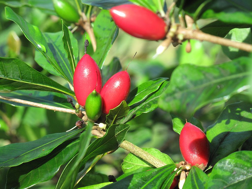 synsepalum dulcificum synsepalum dulcificum