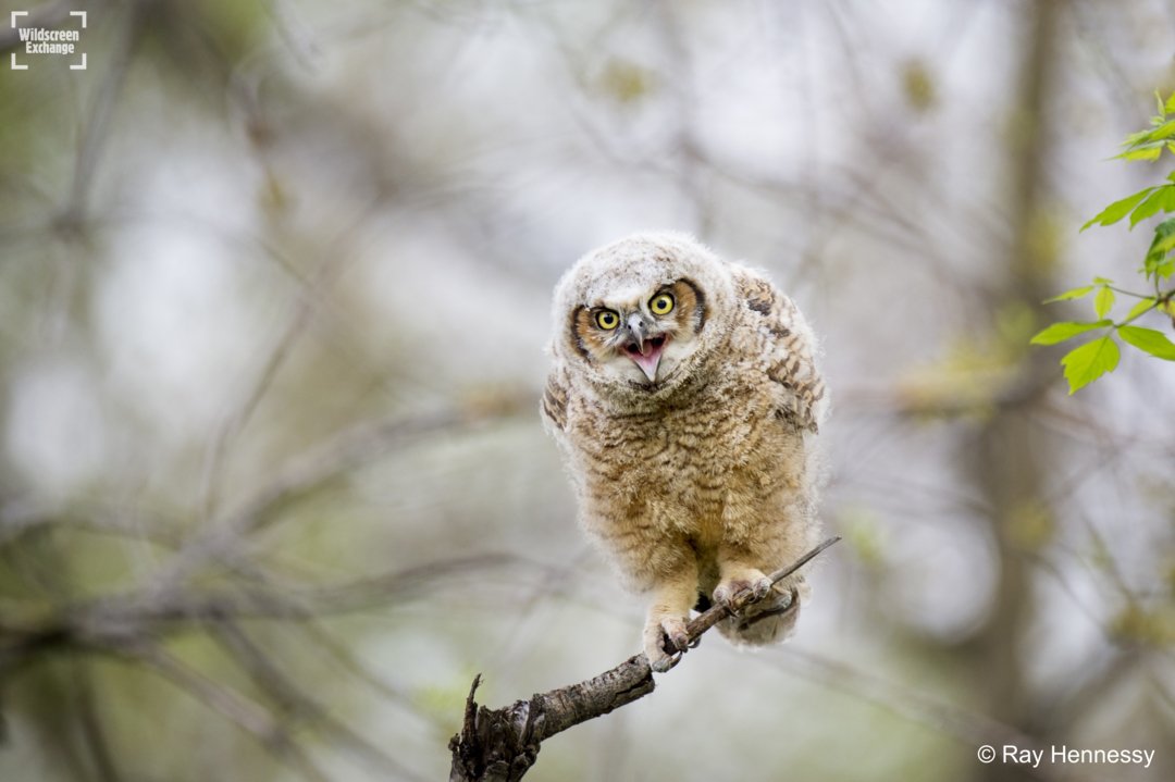 #DYK? Baby owls are called owlets! 😍

Once hatched, owlets remain in the nest for between 6 and 7 weeks, and begin to fly between 10 and 12 weeks old. The owlets are voracious feeders and weigh around 75% of their adult weight by the time they leave the nest! 🐽

📸 Ray Hennessy