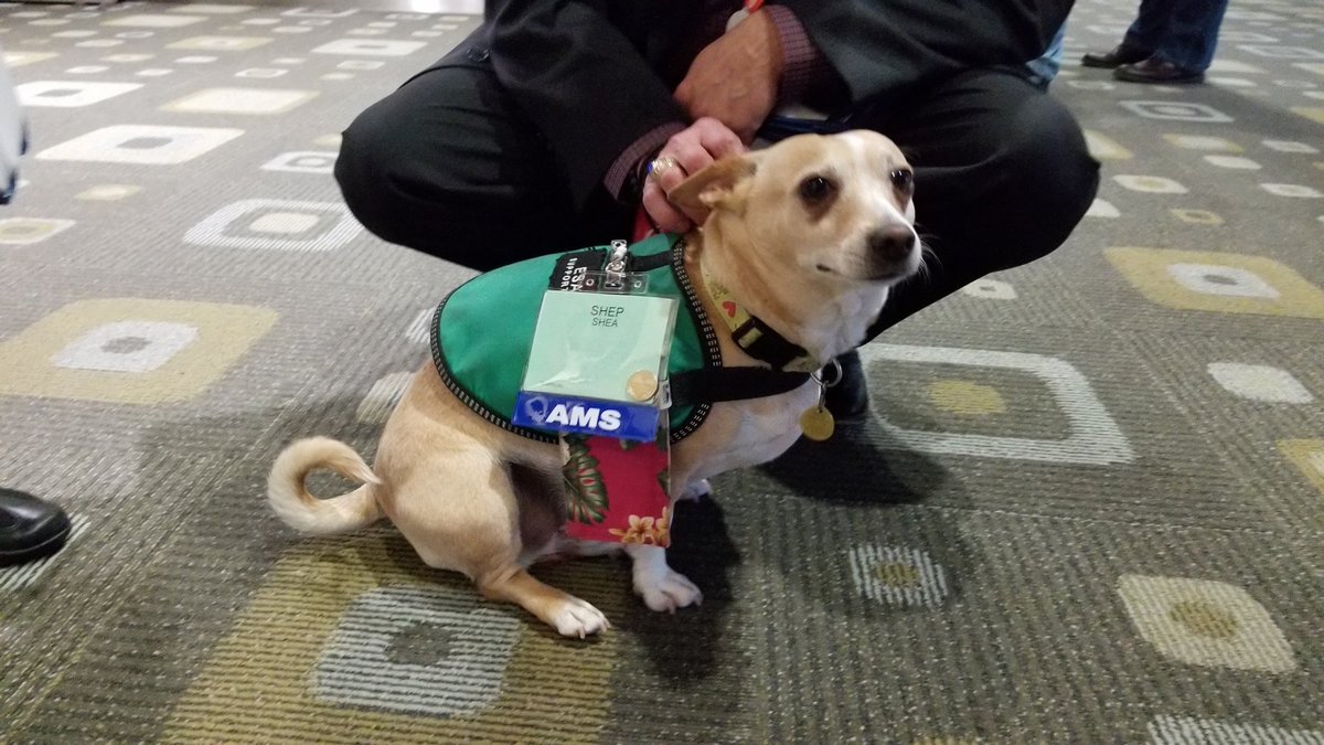 asksusano's tweet image. And the award for cutest #AMS2018 attendee goes to... Shep🏆