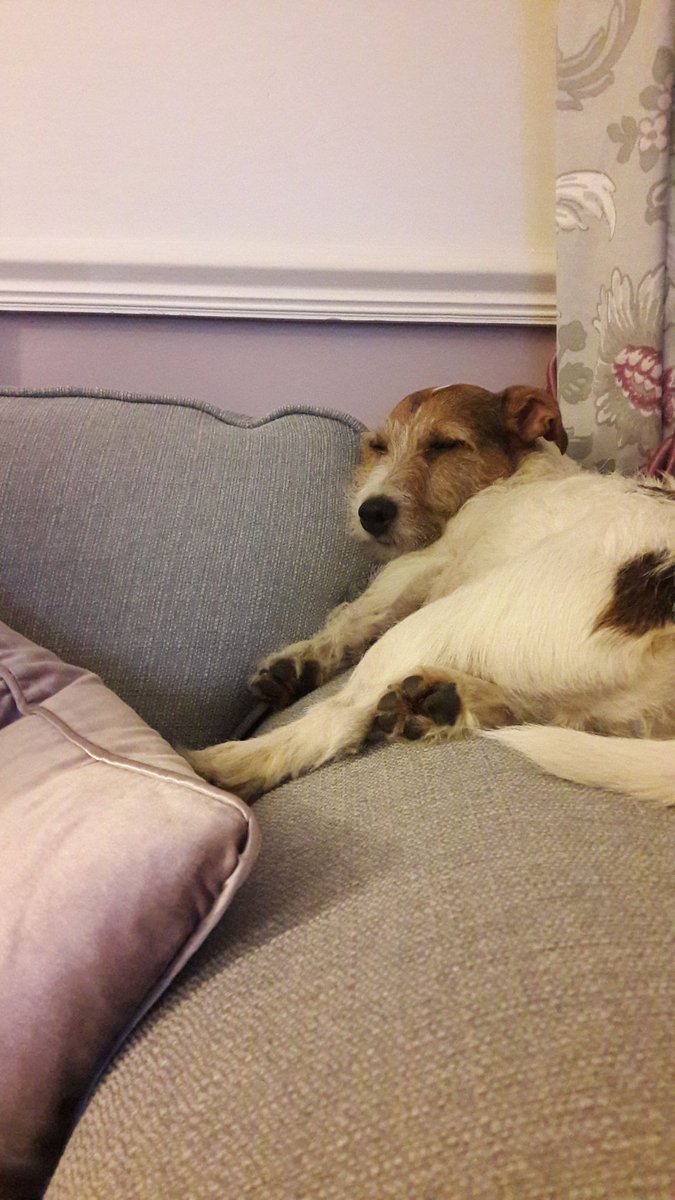 rebzy_rees's tweet photo. Major chill #bean #jrt #sleepyhead https://t.co/fYlmTq1FgE