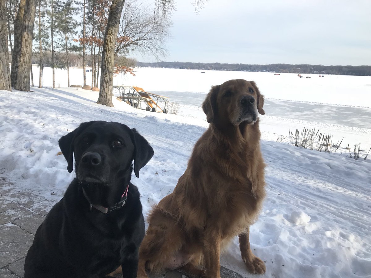 SummerAndrich's tweet image. Finally got outside yesterday after 2 weeks of deep freeze.  Took a 2 mile walk with my cousin Bruiser. Who knew 20 degrees would feel so good? #MNHeatWave