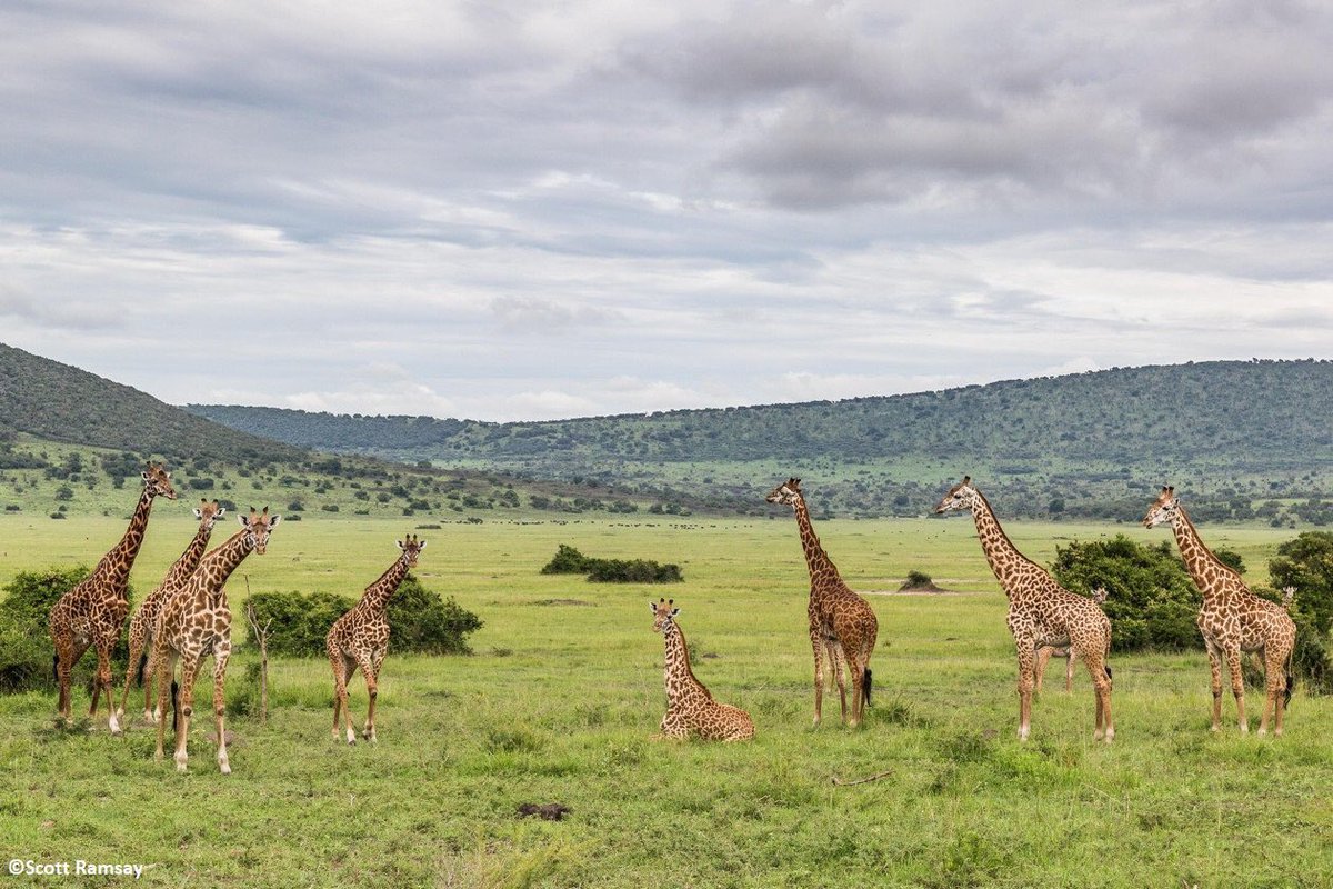 AfricanParks's tweet image. It is a new year; time to be inspired by the good news that is all around us. Make sure to sign up to get your healthy dose of uplifting conservation stories. african-parks.org/join