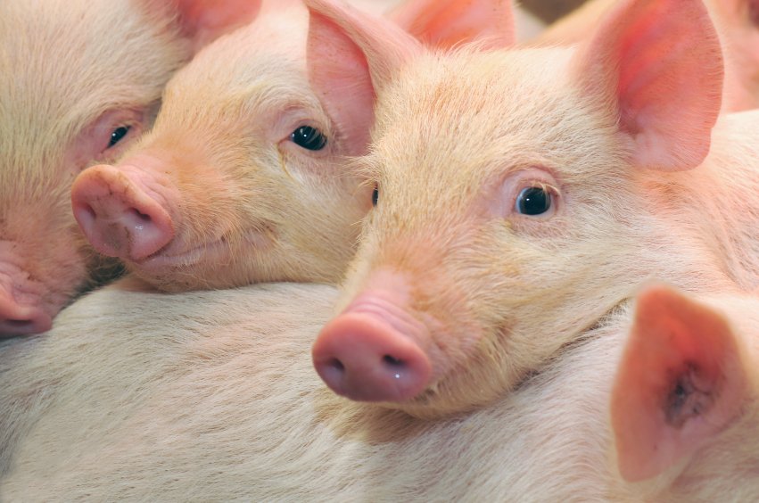waynepacelle's tweet photo. .@Smithfieldfoods announces major progress on its conversion away from gestation-crate confinement of breeding sows.  A big, important announcement, but more work still needed, especially among other players in pig industry.  https://t.co/JsGFHnDwDk https://t.co/epaUUDXXBA