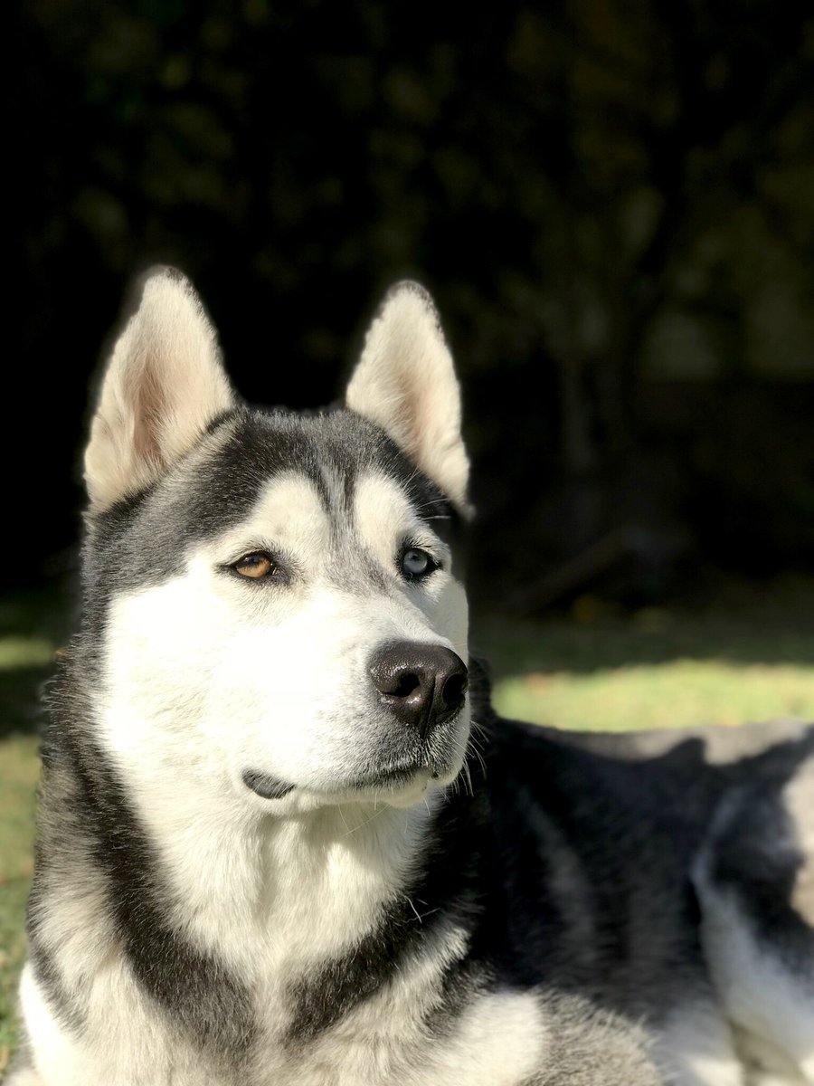 ChrisRoblesArel's tweet photo. ¡La felicidad! ❤️ #santinorobles #husky #1a2m https://t.co/JWX8cZngn5