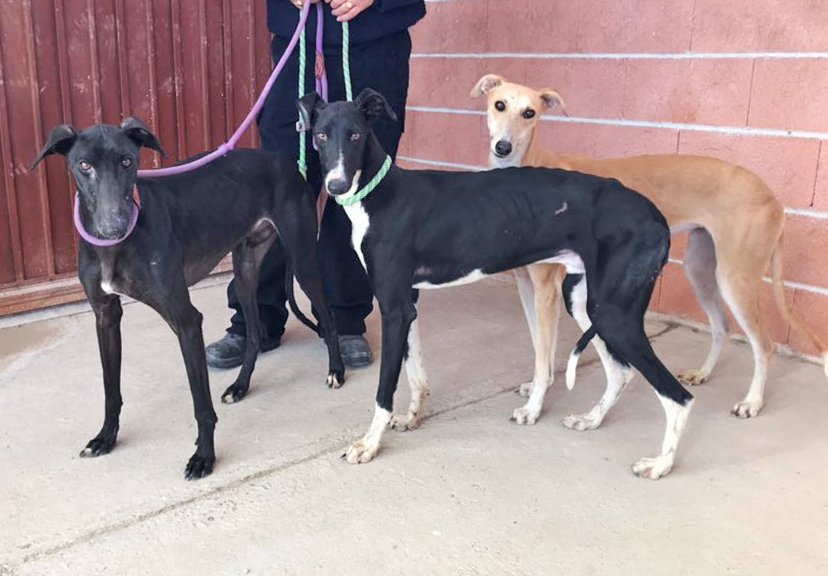 VegaHenares's tweet photo. 🐶 Jerry, Tom y Leia son otras tres víctimas del abandono y la irresponsabilidad de algunas de las personas que tienen animales, pero no les tienen ningún cariño. Échanos una mano para poder darles el hogar que merecen #NoCompresAdopta

ADOPTA AQUÍ:
https://t.co/h0v4hGgOmY https://t.co/M4D2W3oySa