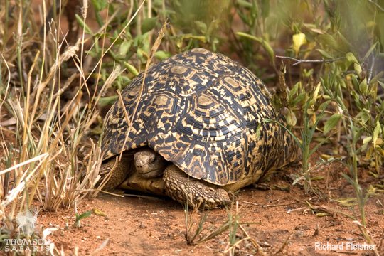 ThomsonSafaris's tweet photo. "The tortoise will go its whole life without ever scratching its back."
-Swahili Proverb

Translation: Some people never achieve what they want. In 2018, be the tortoise that scratches its back! https://t.co/aRvhTHtyF1