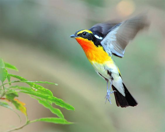 Sashakir1990's tweet photo. #Bird #AnimalWorld #new_theme https://t.co/W3TN5joHSv