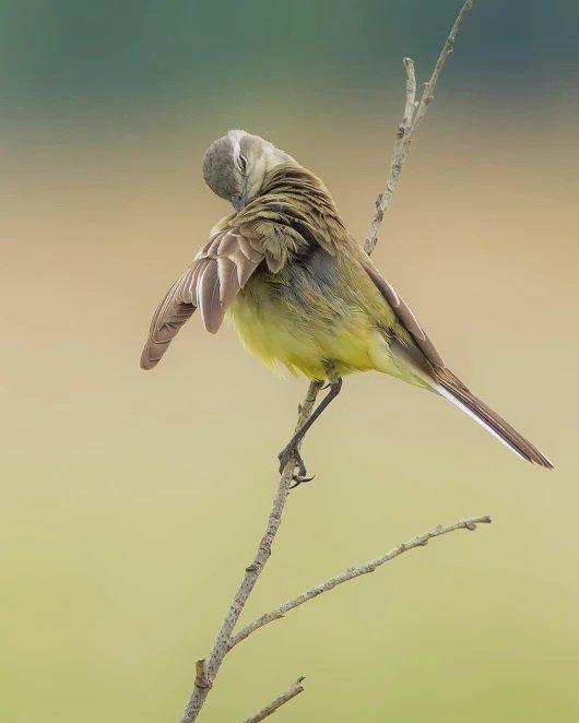 Sashakir1990's tweet photo. #Bird #AnimalWorld #new_theme https://t.co/W3TN5joHSv