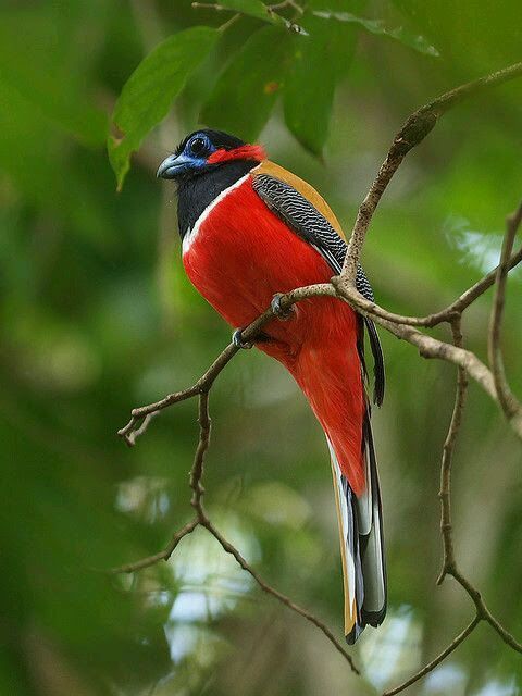 Sashakir1990's tweet photo. #Bird #AnimalWorld #new_theme https://t.co/W3TN5joHSv