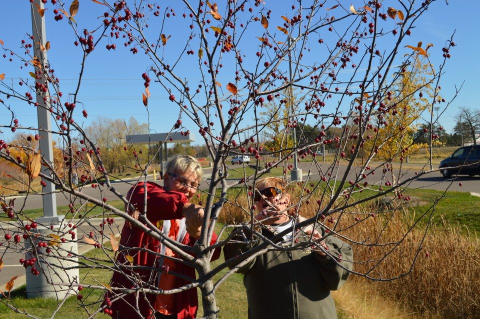 Calling all tree-loving alumni | Minnesota Tree Care Advocate is now accepting applications for the 2018 Core Course. This year, the course will be offered half online and half in person in a variety of locations throughout the state. Details:  mntca.umn.edu.