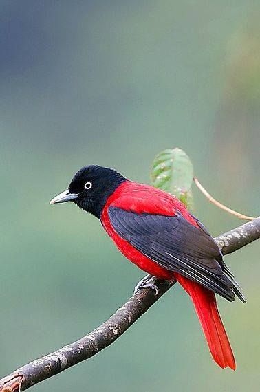 Sashakir1990's tweet photo. #Bird #AnimalWorld #new_theme https://t.co/W3TN5joHSv