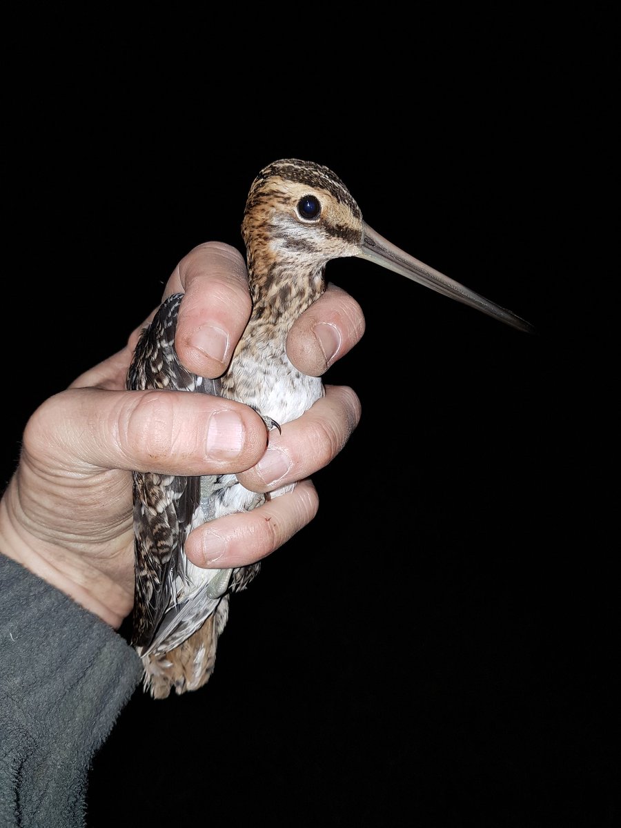 fisherandbirder's tweet photo. I've been watching Common snipe for a few months with a thermal camera in winter wheat fields at night - no where near water! Set a few nets just and had 1 straight away
#planningandprep
#fieldcraft https://t.co/UFbE0IrwNE