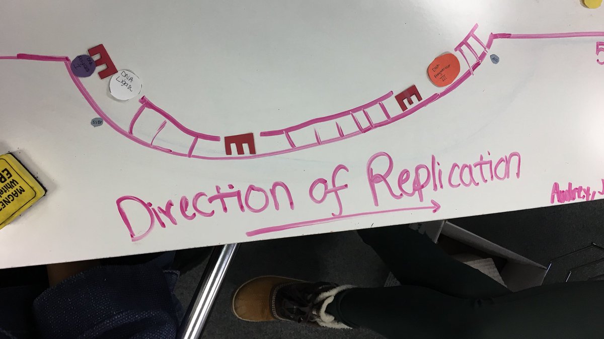 rou_ology's tweet photo. DNA replication modeling! #APBio #laggingstrand https://t.co/Tg8sr3vORT