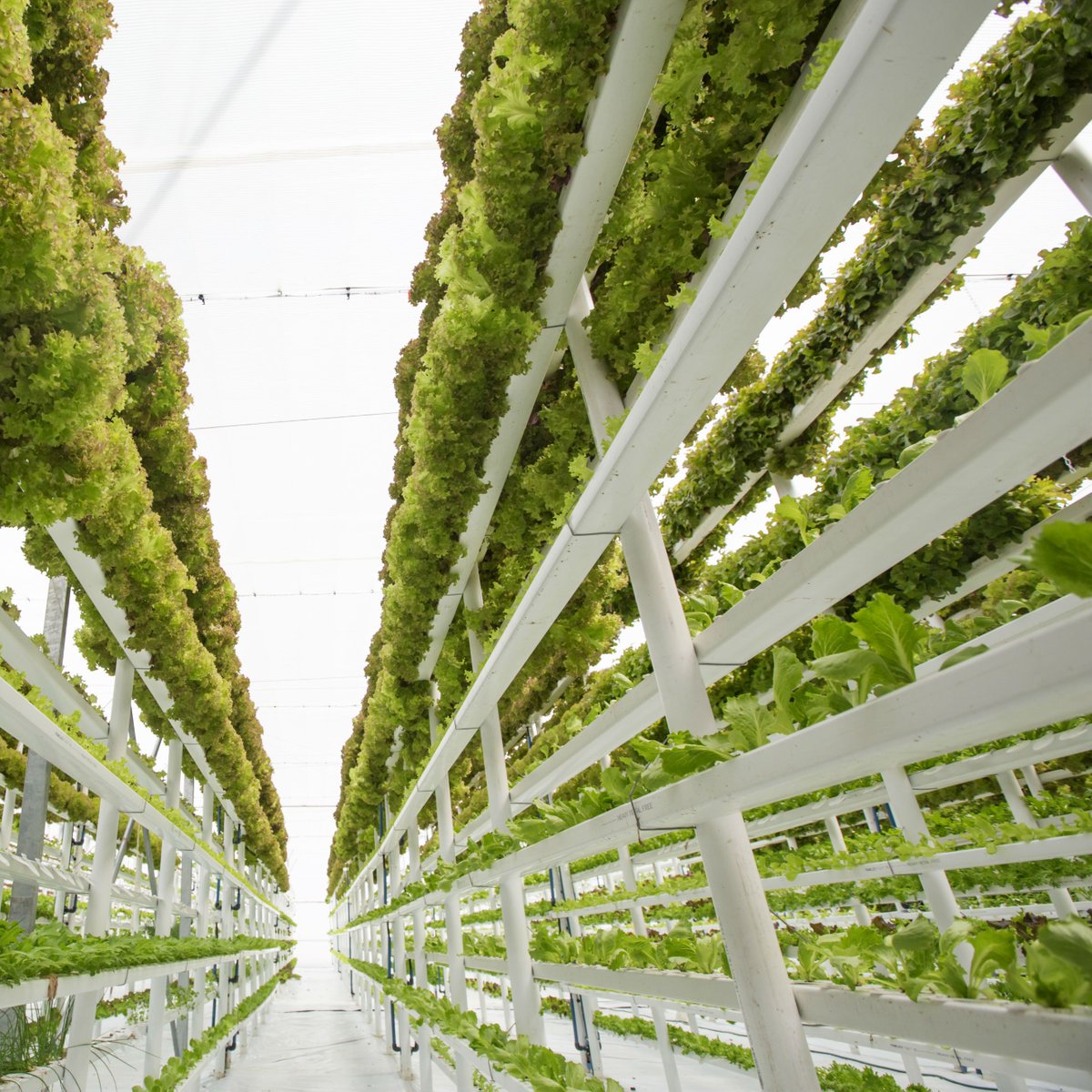 ReflowFilament's tweet photo. Feeding the Future of #Agriculture with #Vertical #Farming https://t.co/z5nGKFkH3D via @SSIReview #Sustainability #verticalfarming https://t.co/KJU3m2oQvb