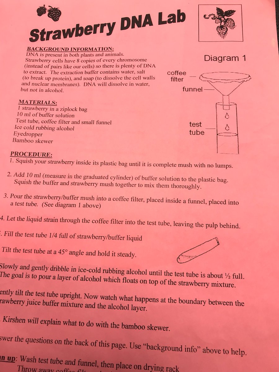 SequoiaMSGiants's tweet photo. Extracting #DNA from Strawberries with @msbernalscience #smsgiants #science https://t.co/2CePK8Djlf