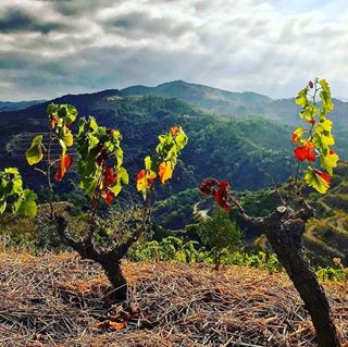 dewantravel's tweet photo. Reposting @salva.delclaux:
After the harvest... #manyetes #closmogador #doqpriorat #priorat #catalunya #catalunyawine #catalunyaexperience https://t.co/zcJ2O5IihC