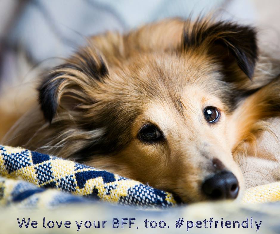 AltaStrand's tweet photo. Our pets are friends and family, so they're more than welcome at #AltaStrand ๐ถ๐ฑ #PetFriendly #Dallas https://t.co/n0xoJnET5P