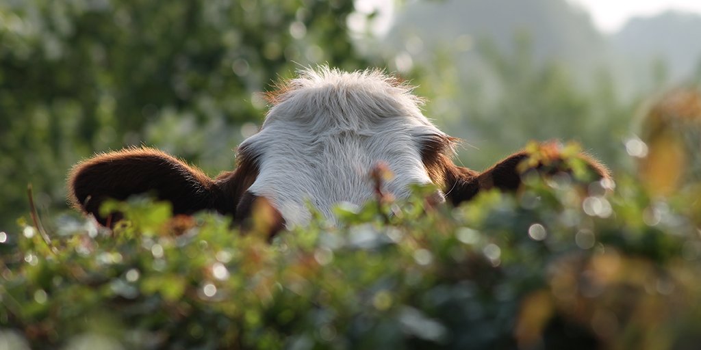 SMAInsurance's tweet photo. The #InsurTech movement is enjoying enormous success in terms of new startups, venture capital, partnerships, and pilot projects. But it is fair at this stage to ask, Where’s the Beef? What's likely to happen in 2018 (and beyond)?  https://t.co/nTUbP290sY https://t.co/yjMfUFpfOI
