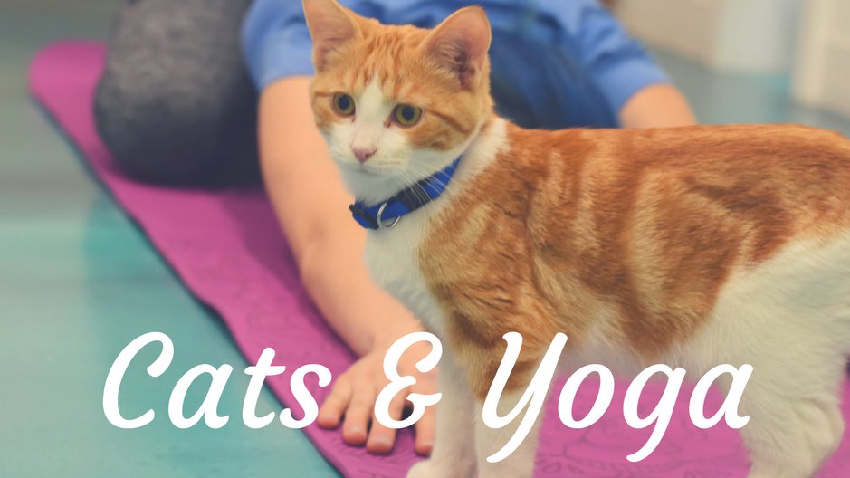 regalcatcafe's tweet photo. We have added more Cats & Yoga dates to help make your January just a little brighter. 😻 Join us for a relaxing and fun Hatha Yoga with the kitties with evening, weekday, and weekend dates. Book your spot today on our new Events page https://t.co/h6JV5FcWRs. https://t.co/yIIo5sa90v