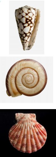 FemoraleShells's tweet photo. Shells Exhibition (Japan), 2018 - "Kaijin―Shell Men:Japanese Conchologists whose Shell Collections Launched an Epoch", Osaka and Tokyo, Lixil Galleries,Free, https://t.co/6w4VfNRw8D #Shells #mollusc #NaturalHistory #Collection #Japan #LixilGallery #Osaka #Tokyo https://t.co/eE1AhGsuYa