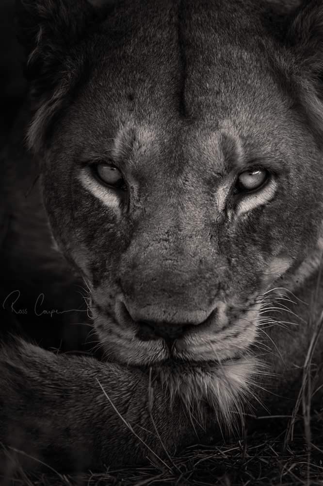 riawalsh17's tweet photo. #mondaymood
No I'm not perfect 
But Iam a Leo
Close enough 😉😀😆❤ https://t.co/zACImubrHl