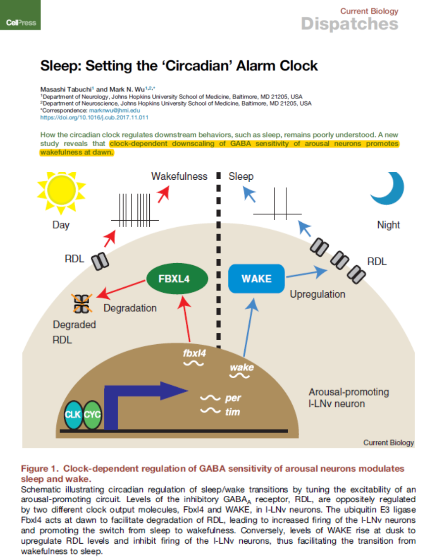 SatchinPanda's tweet photo. Why do we wake up around the same time every day?  A new study finds the molecular connection between clock and wake up time. 
https://t.co/3y2gVCJLi9 https://t.co/F7wvrBSafD