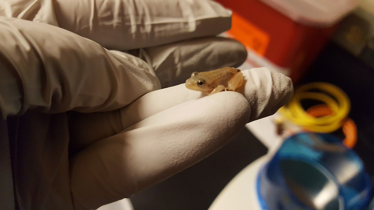 WildlifeEpiLab's tweet photo. #LeucisticWoodFrog found by #Illinois grad student when out in the field! #missingfieldworkseason #missingwarmweather #nowildlifeoutinthisweather https://t.co/pJWVhEdtId