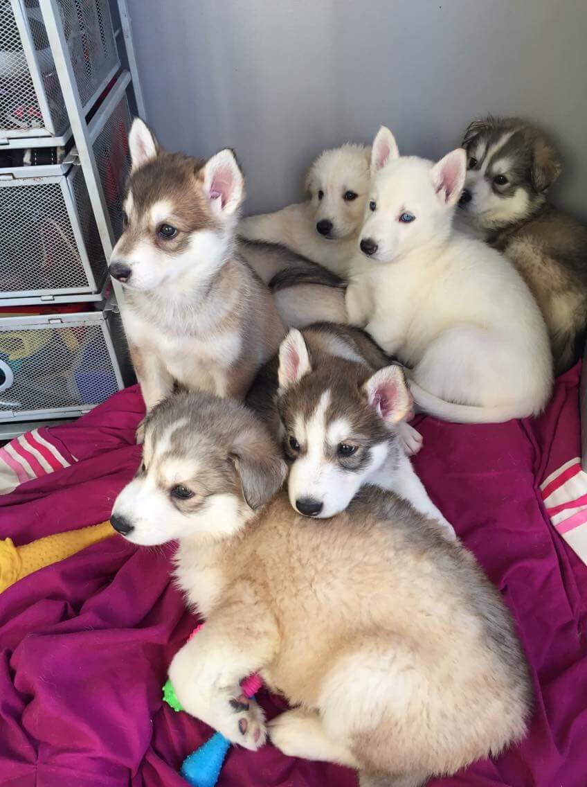 tiegsssb's tweet photo. Omggg my doggo produces the most beautiful babies😻😻😻 https://t.co/0MmObiZ1oJ